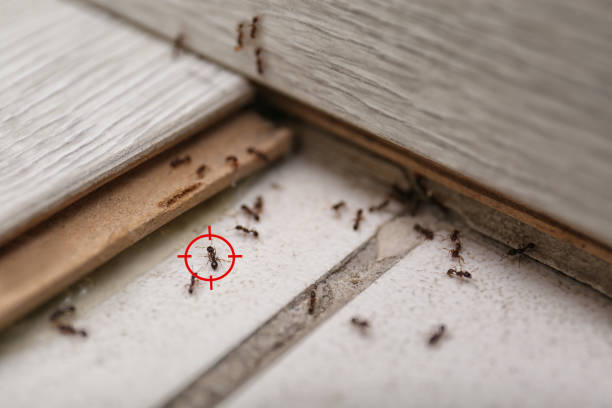 Professional Pest Control in Pioche, NV