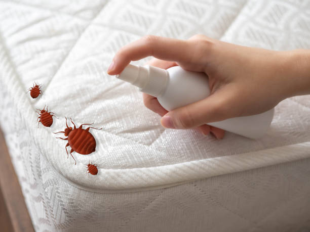 Best Wasp Removal Services  in Pioche, NV